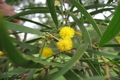 Acacia neriifolia
